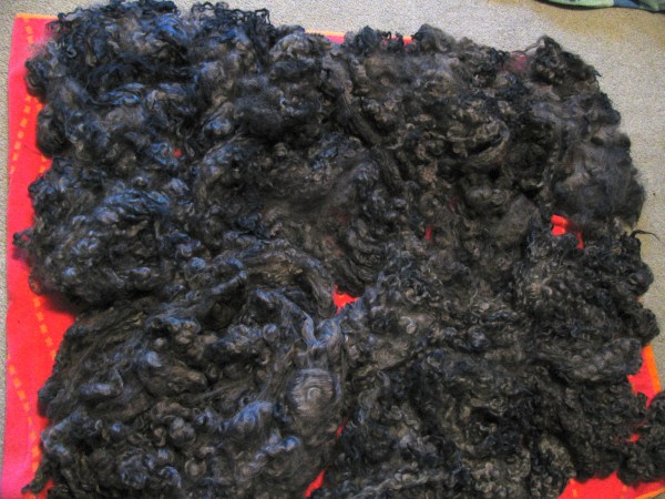 grey fleece dyed with black beans