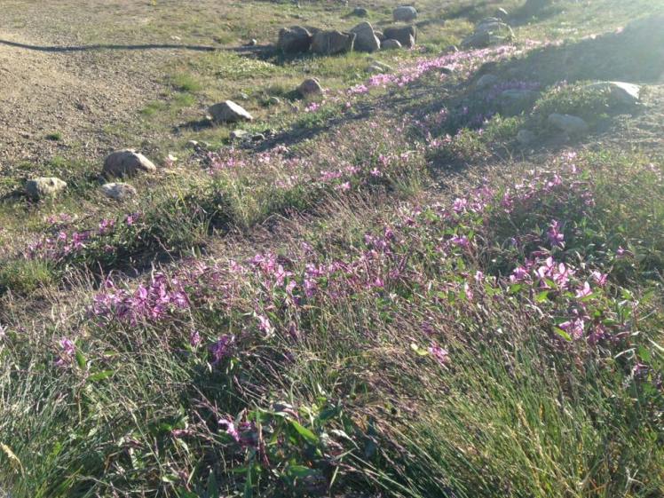 13615091_958350630793_8470677746535845370_n